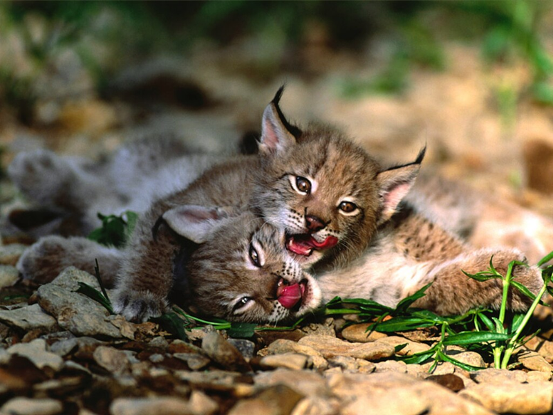 Illustration for article titled Caturday - Lynx lynx Edition